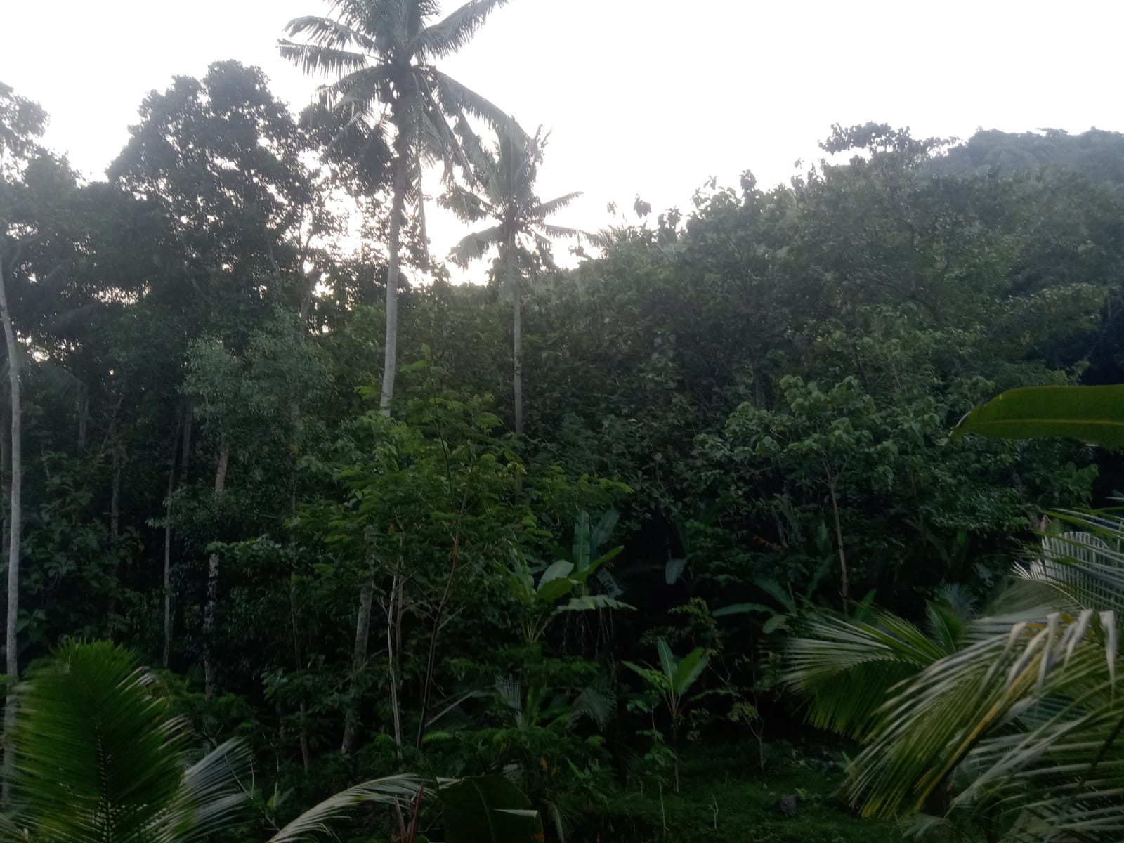 Karakter vegetasi pepohonan tropis di Lahan Batu Layar