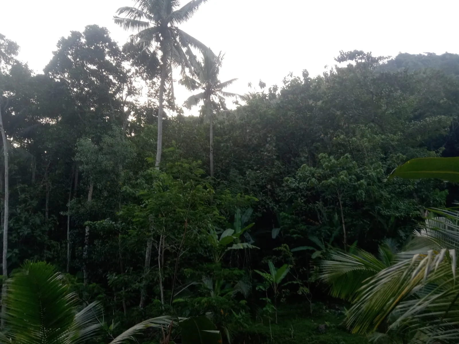 Karakter vegetasi pepohonan tropis di Lahan Batu Layar