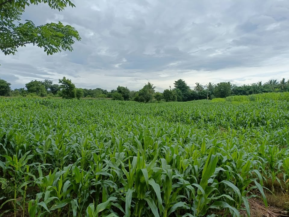 Tanah kebun Labuhan Lombok