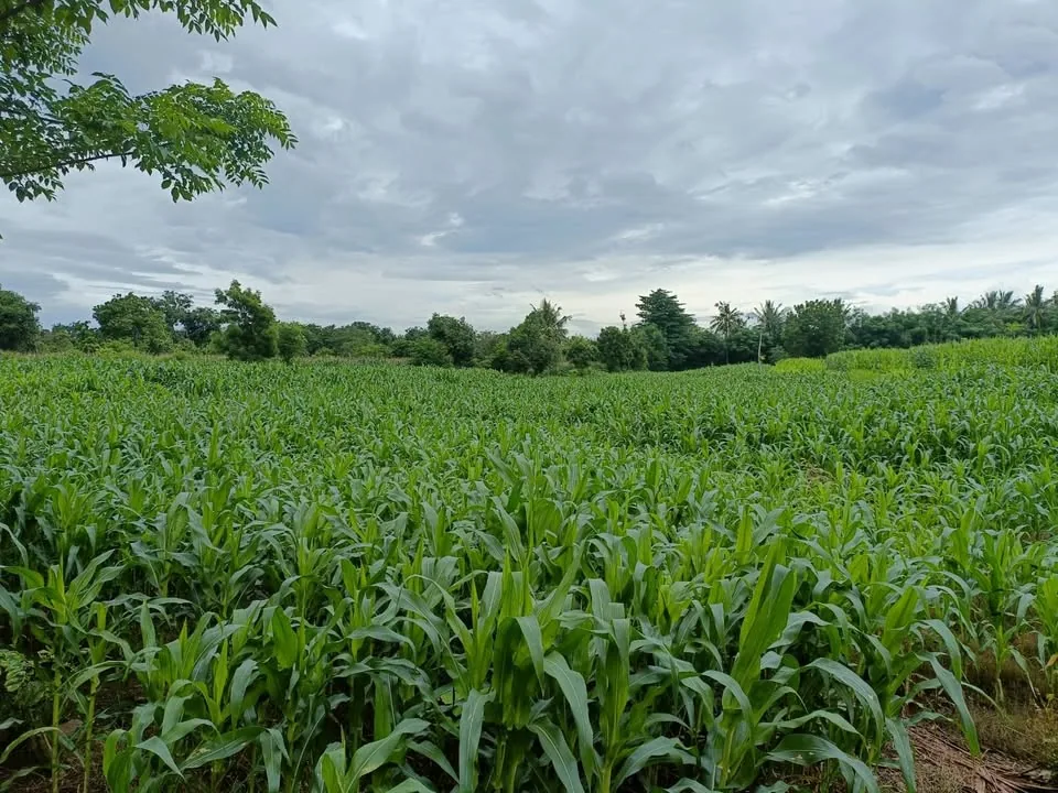 Tanah kebun di Labuhan Lombok