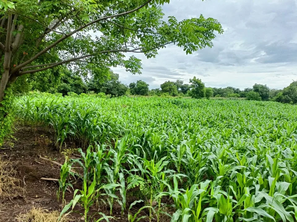 Kondisi jalan masuk dan vegetasi subur lahan Labuhan Lombok
