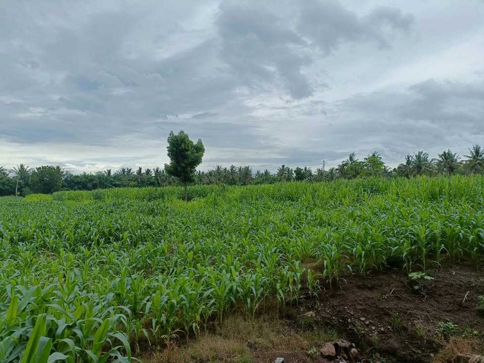 Pepohonan kebun di area dalam lahan Labuhan Lombok