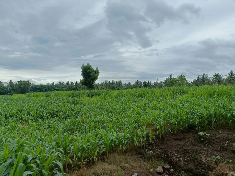 Pepohonan kebun di area dalam lahan Labuhan Lombok
