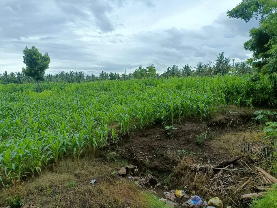 Bentang alam terbuka lahan kebun Labuhan Lombok